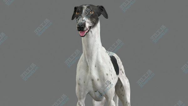 images/goods_img/20210312/3D model Greyhound (4)/4.jpg